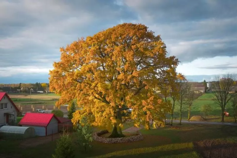 zdjęcie wyróżniające Dąb z Litwy Europejskim Drzewem Roku. Polski wiąz na podium